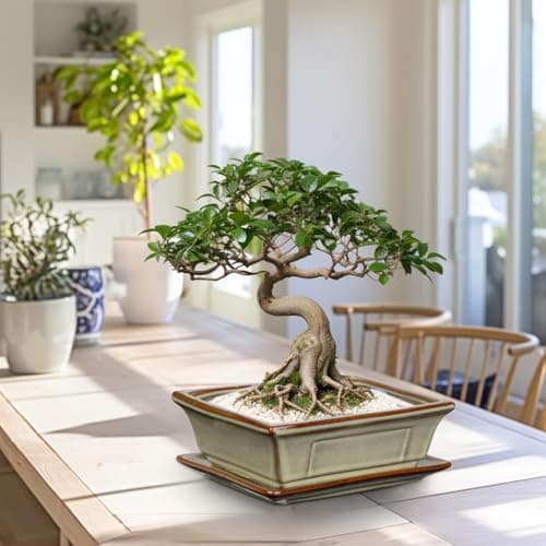 2er-Set Bonsai Keramiktopf mit Untersetzer und Entwässerungslöchern für Japanische Bonsai-Zimmerpflanzen | Retro-Dekorat