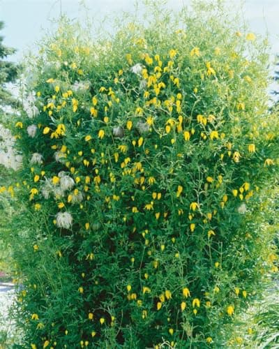 Clematis tangutica 40-60 cm - Gold-Waldrebe, bienenfreundlich, winterhart