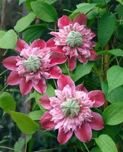 Clematis Hybride 'Josephine' - rosa gefüllte Blüten, Blütezeit Mai-September, bienenfreundlich