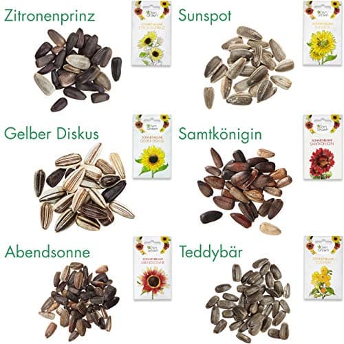 [OwnGrown - Sonnenblumen Samen Set] - Saatgut mit 6 Sorten, inkl. Riesige & Kleine Blüten – Blumen Geschenkbox für Garte