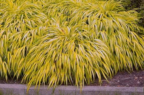 Hakonechloa macra 'Aureola' im 1 Liter Topf - Japanisches Gold Berggras für zeitlose Gärten - Goldgestreifte Harmonie vo