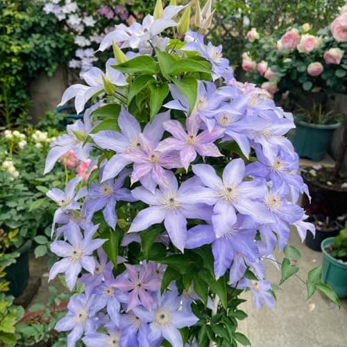Clematis Knollen Winterhart - Gemütlich anzuchBUFFERING...eling für Anfänger - 3-Zwiebeln-Gartenpflanze - Leicht anpflan