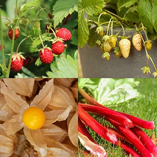 Obst Samen Set: Premium Garten Obst Saatgut mit 8 Sorten Obst Pflanzen für Garten und Balkon – Wassermelone Samen, Erdbe
