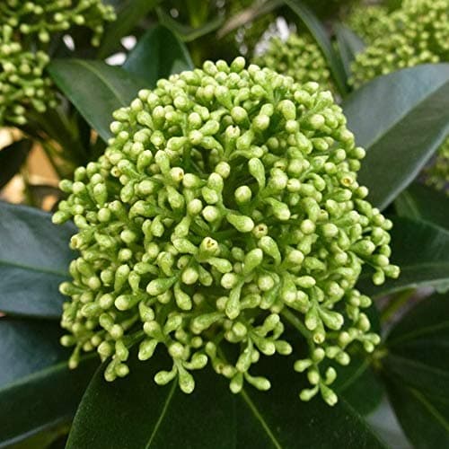Skimmia japonica White Globe | Beeindruckender immergrüner blühender Topfstrauch für Outdoor-Räume
| Skimmia japonica W