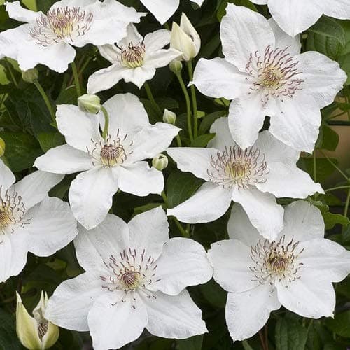 3 Clematis Destiny Kletterpflanzen | Winterhart & Mehrjährig - 3 x Weiß | 1,5 Liter Topf