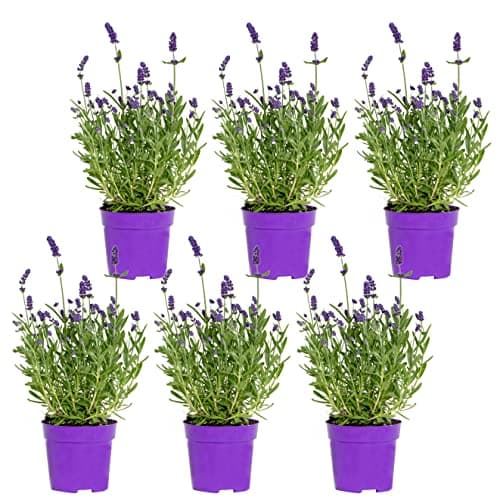 Bloomique Winterhart Duftlavendel - 3er Set - Gartenpflanzen Lavandula Angustifolia Ardèche - Winterhart - Mehrjährig -
