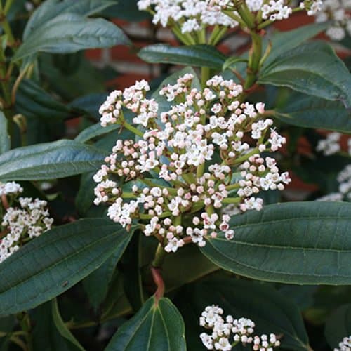Viburnum 'Davidii' Topfstraße für den Wintergartenanseim immergrüner Pflanze