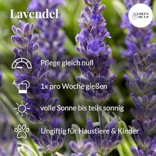 Lavendel Busch Green Me Up groß – Winterhart & pflegeleicht – Bienenfreundlich & ungiftig – XXL Blütenmeer für Balkon &