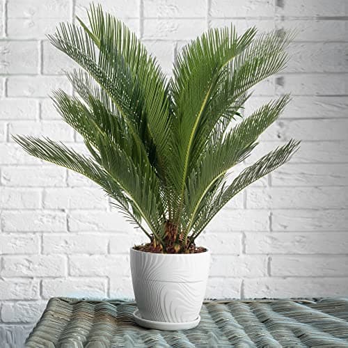 Sago-Palme immergrün groß exotisch selten hoch