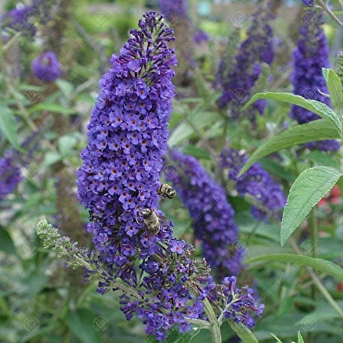 Buddleia Davidii Empire Blue Schmetterlingsflieder Duftender Gartenstrauch - Duft,Ideal für Vordergarten,Praktische Größ