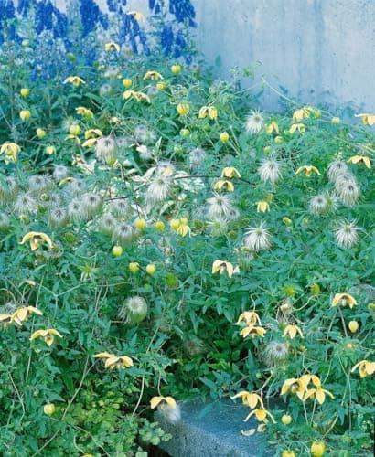 Clematis tangutica 40-60 cm - Gold-Waldrebe, bienenfreundlich, winterhart