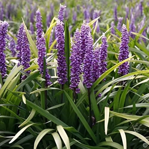 Liriope muscari 'Royal Purple' im 1 Liter Topf - Winterhart - Immergrün - für schattige Oasen - von Stauden Gänge
