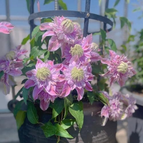 Clematis Pflanze Winterhart Mehrjährig Ideal für Pergolen und Zaune - Stark wachsend & easy zu kümmern - 3 Zwiebeln Pake