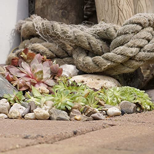 Sempervivum Mix Hauswürz - Dekoration fürɑlles_dicke_Pflanzen
| Sempervivum Mix Hauswürz - 6er_Set_Für_Ihr_Garten
| Sem