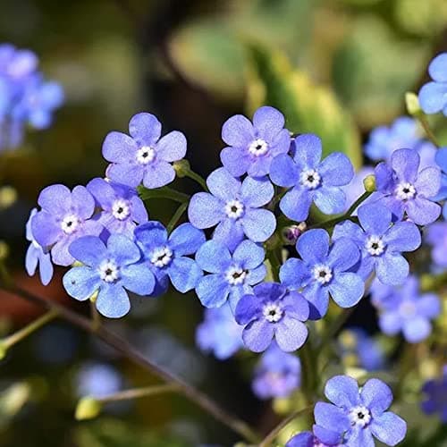 Sibirischer Herzblatt Brunnera Macrophylla Hadspen Cream - Garten-Staude