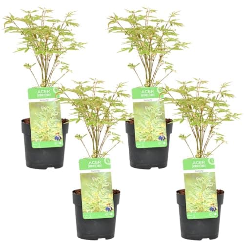 Bloomique - Mischung aus 4 Japanischen Ahornbäumen - Topfpflanzen für den Wintergarten - Winterhart - 20-30 cm hoch - 10