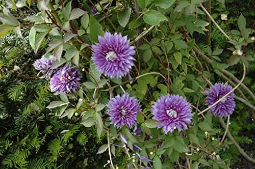 Clematis Hybride 'Josephine' - rosa gefüllte Blüten, Blütezeit Mai-September, bienenfreundlich