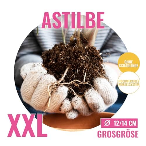 Astilbe Stauden Super Kollektion (10 Wurzeln) für den Garten - Winterharte Mischung aus 5 Sorten, große Mehrjährig Pflan