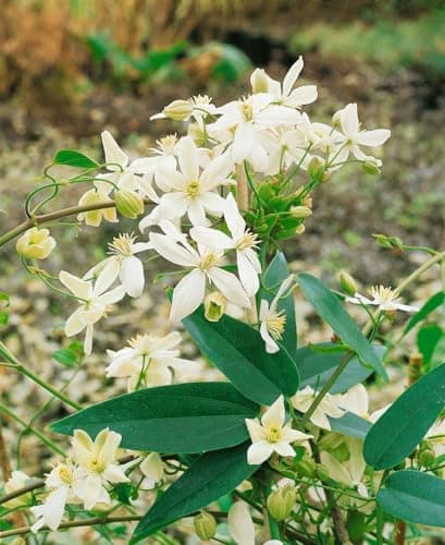 Clematis armandii 'Snowdrift' - Immergrüne Clematis, weiße duftende Blüten, ideal für Pergolen, winterhart
| Clematis a