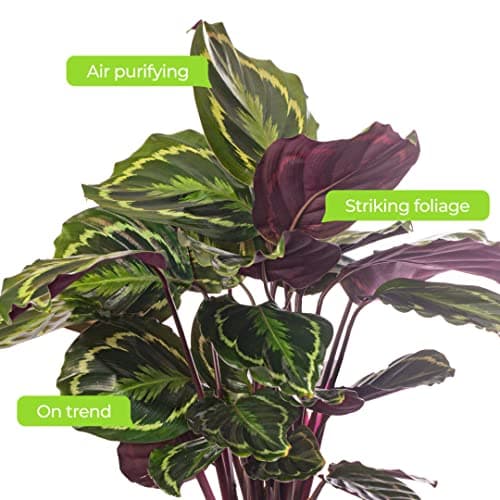 Calathea Medallion - große Zimmerpflanze, immergrüne Schönheit für jeden Raum, rustikal, selten