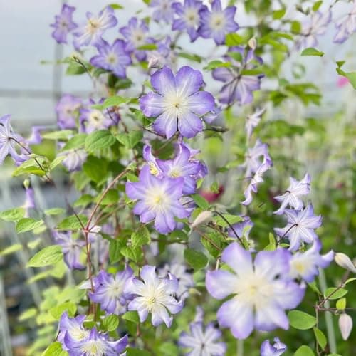 Clematis Zwiebeln & Knollen - Langlebige Gartendekoration - Ideal für Anfänger - 3zwiebeln - Wundersame Blütenfarben