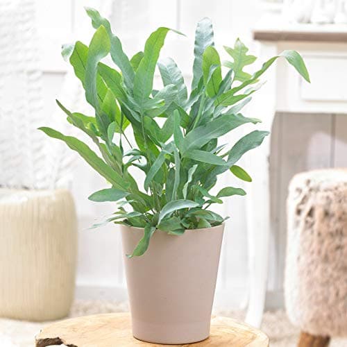 Prima Phlebodium Blue Star Goldtüpfelfarn | Zimmerfarn für Zuhause und Büro | Schönheit & Gesundheit | PVC-Freen | 5 Lit