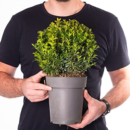 Buxus Ball 20cm Durchmesser - Ideal für Garten-Topiary Anfänger und Profisựa;charset=utf-8