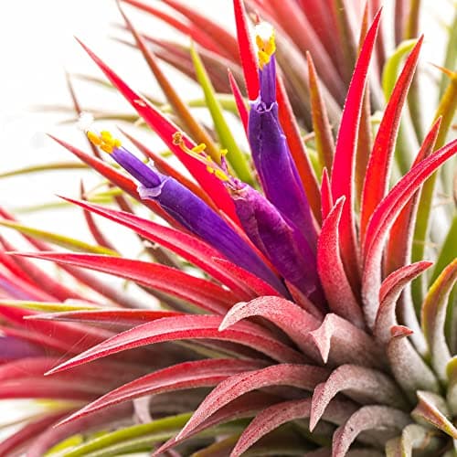 Ecoworld Ionantha Red Tillandsia - 3er Set - Pflegeleicht für Interieur - Stewardship Council - Rot - Luft Pflanze