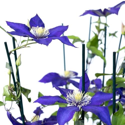 Clematis Großblütige Daniel Deronda 1L - Pflanze für Anfänger und professionelle Gärtner - Ideal für Kleingarten - Schön