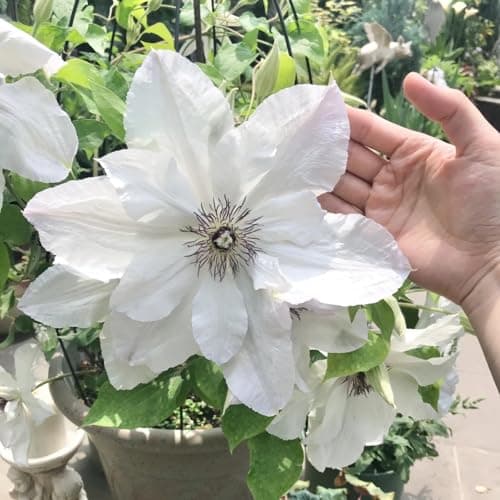 Clematis Knollen Winterhart - Robuste Pflanze für Anfänger-Perfect für Gartenanfänger-Blüten im Frühjahr-3-Zwiebel-Pflan