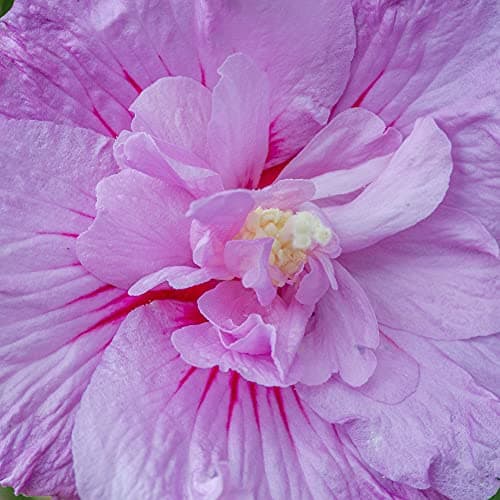 Hibiskus Französisch Lavendel Chiffon - Blühender winterharter Strauch | Ideal als Geburtstagsgeschenk für Liebhaber von