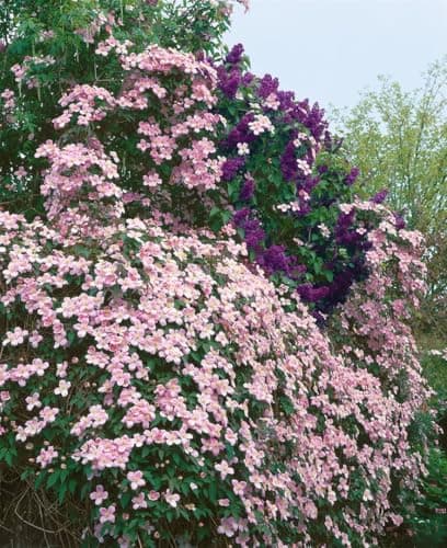 Clematis montana 'Tetrarose' - rosa Blüten, ideal für Rankgerüste, winterhart