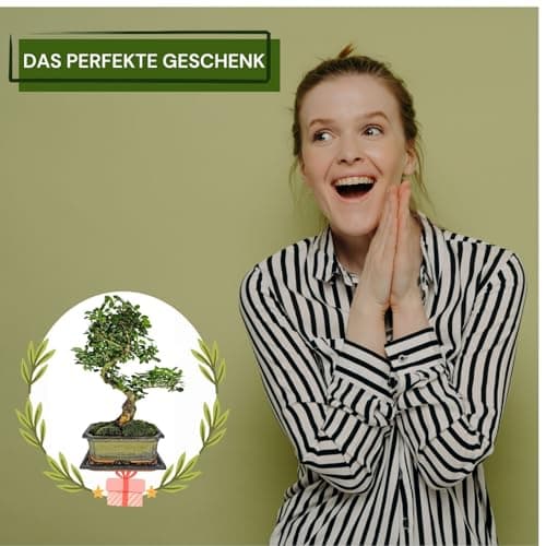 Genki-Bonsai Chinesischer Liguster Bonsai – pflegeleichtes 4-teiliges Komplettset – für Anfänger & Fortgeschrittene – 35