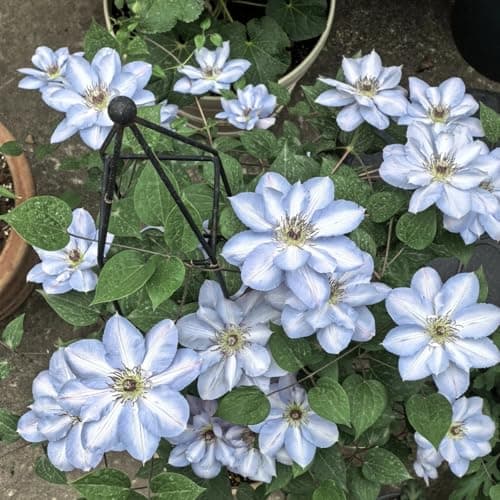 Clematis Knollen Winterhart - Robuste Pflanze für Anfänger-Perfect für Gartenanfänger-Blüten im Frühjahr-3-Zwiebel-Pflan