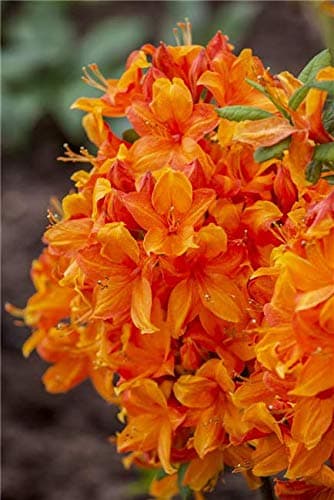 Rhododendron 'Golden Eagle' Azalee Sommergrüne Topfpflanze für Gartendesign