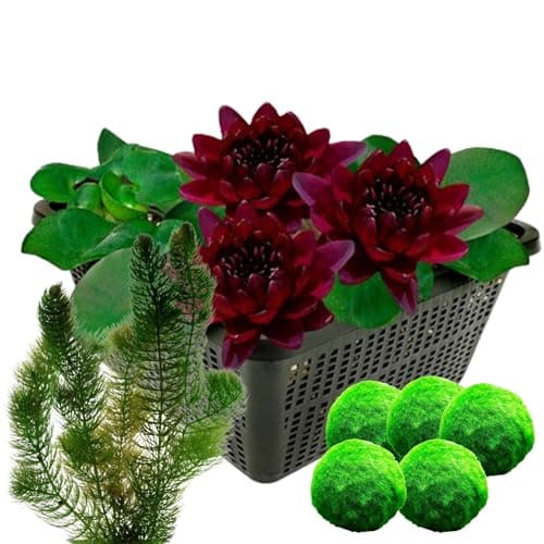 Dunkelrote Seerose Sauerstoffpflanzen Algenbekämpfung Kombi-Set 8 Pflanzen -1 bis -100 cm
