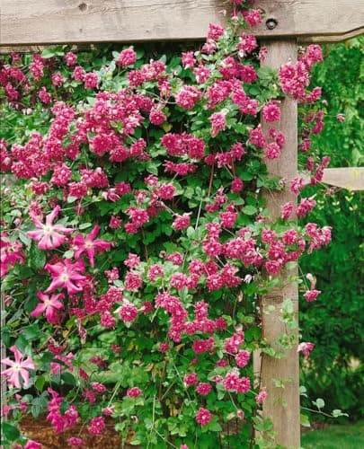 Clematis viticella 'Purpurea Plena Elegans' - gefüllte purpurrote Blüten, ideal für Rankgerüste, pflegeleicht und winter