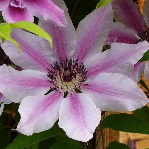 Clematis Nelly Moser (Waldrebe) - Rosa - für Gärten & parks - Schönheit & Widerstandsfähigkeit - 1,5 Liter Topf