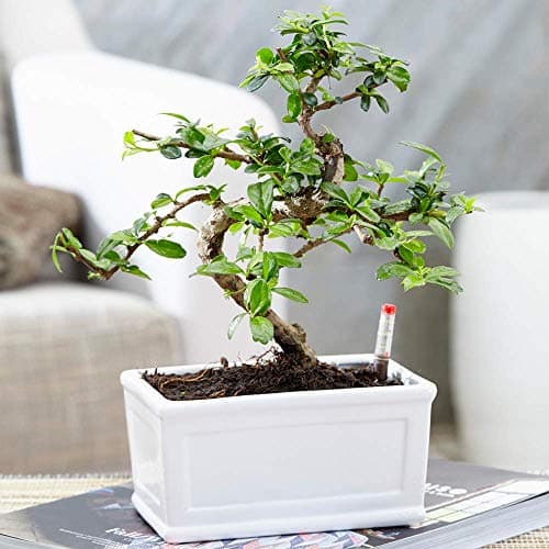 Bonsai Chinesische Ulme - Lebendiger Japanischer Baum mit 'S-Form' für Anfänger in der Größe 1 x 15 cm