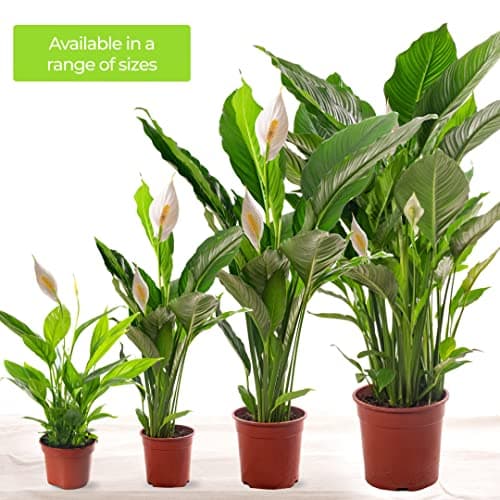 Spathiphyllum Friedenslilie, große Zimmerpflanze, ideal für jede Wohnung, neue Luftreinigerin in Ihrem Zuhause.
| Spath