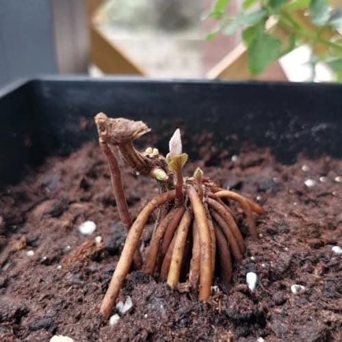 Clematis Knollen Winterhart - Robuste Pflanze für Anfänger-Perfect für Gartenanfänger-Blüten im Frühjahr-3-Zwiebel-Pflan