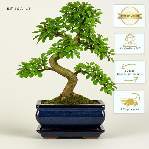 Chinesische Ulme Bonsai Baum, pflegeleicht für Anfänger & Profis, ideale Dekorationspflanze für Büro & Zuhause - 35-40 c
