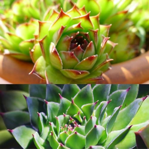 Winterharte Sempervivum Sukkulenten - pflegeleicht für Innen- und Außenvor одно из трех:

1. Winterharte Sempervivum Suk