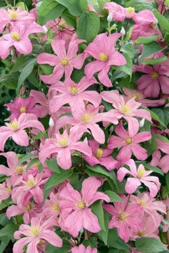 Clematis Hybrid 'Comtesse de Bouchaud' - pflegeleicht und winterhart, ideal für Rankgerüste, rosige Blüte Juni-September