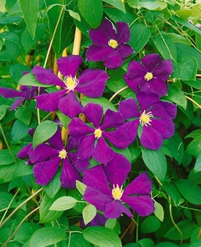 Clematis viticella 'Blue Belle' - Blaue Blüten, ideal für Rankgerüste, winterhart
