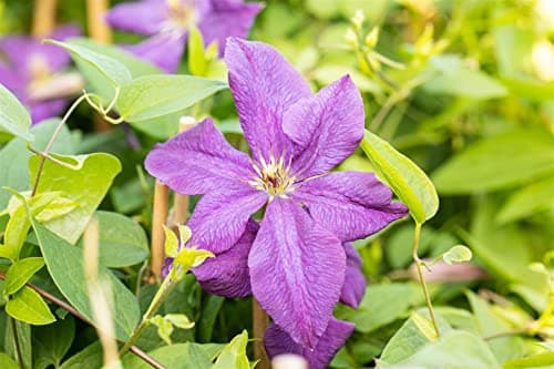 Clematis viticella 'Polish Spirit' -violett Blüten-ideal für Rankgerüste-pflegeleicht-winterhart