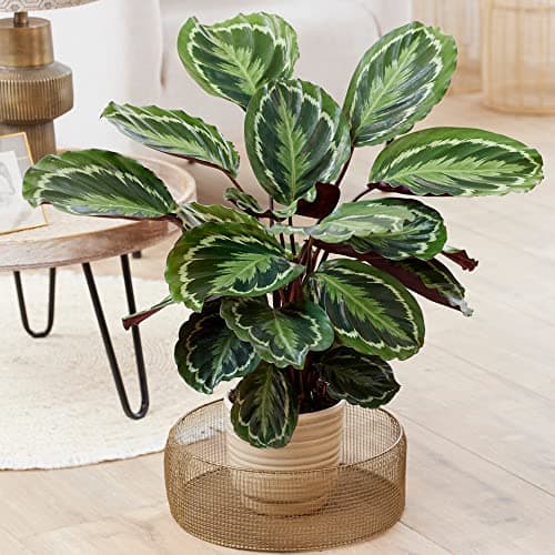 Calathea Medallion - große Zimmerpflanze, immergrüne Schönheit für jeden Raum, rustikal, selten