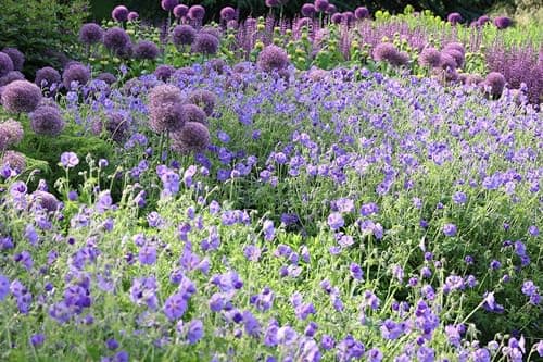 3 x Geranium 'Rozanne ®' Topfe 1 Liter (Winterhart/Stauden/Staude/Mehrjährig/Bodendecker) - Farbenpracht von Frühling bi