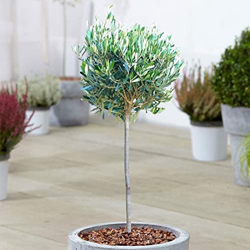 Olivenbaum 'Olea Europa' Winterharte Zierbäume im Topf für kleine Gärten 2-3ft