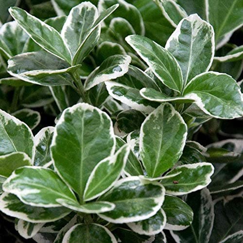 Euonymus Kathy Baum Topf-Lutscherbäume für kleine Gärten & Terrassen | Gerader Standardstamm | Schönheit & Widerstandsfä